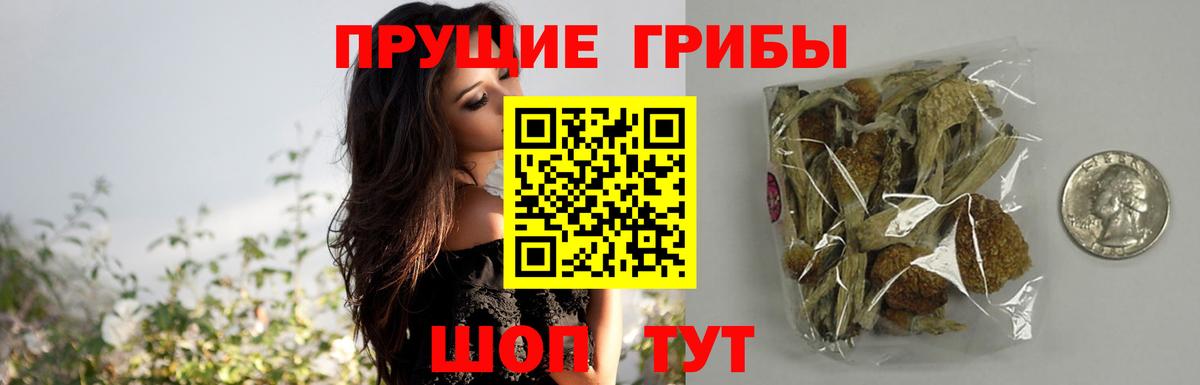 Ноябрьск  Псилоцибиновые грибы Psilocybine cubensis  Вход с VPN 